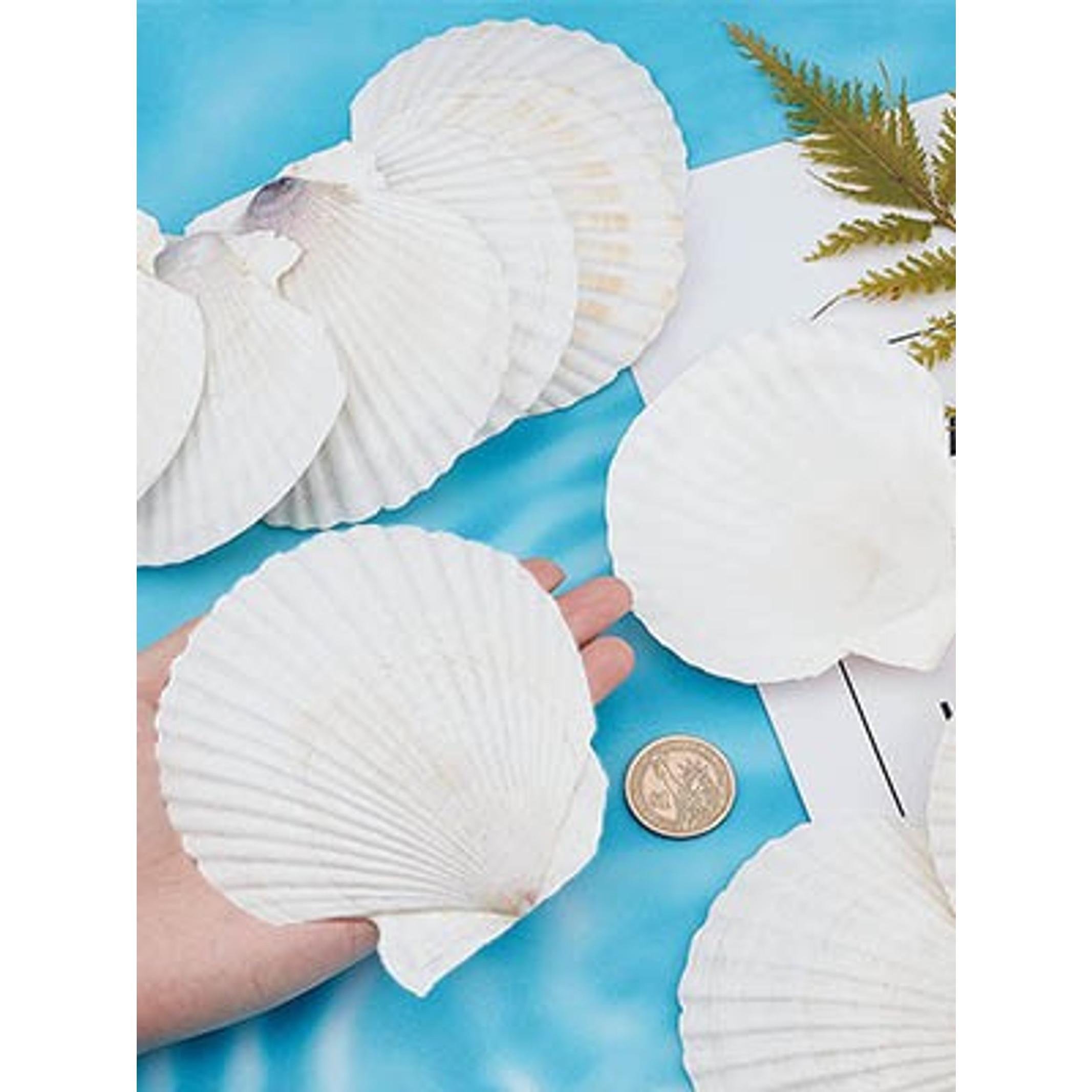 10PCS Large Natural Seashells White Scallop Shells 4"-5" | Sea Shells for Crafts, Baking, Cooking and Serving Food, DIY Crafts, Seashell Beach Decorations and Home Decor
