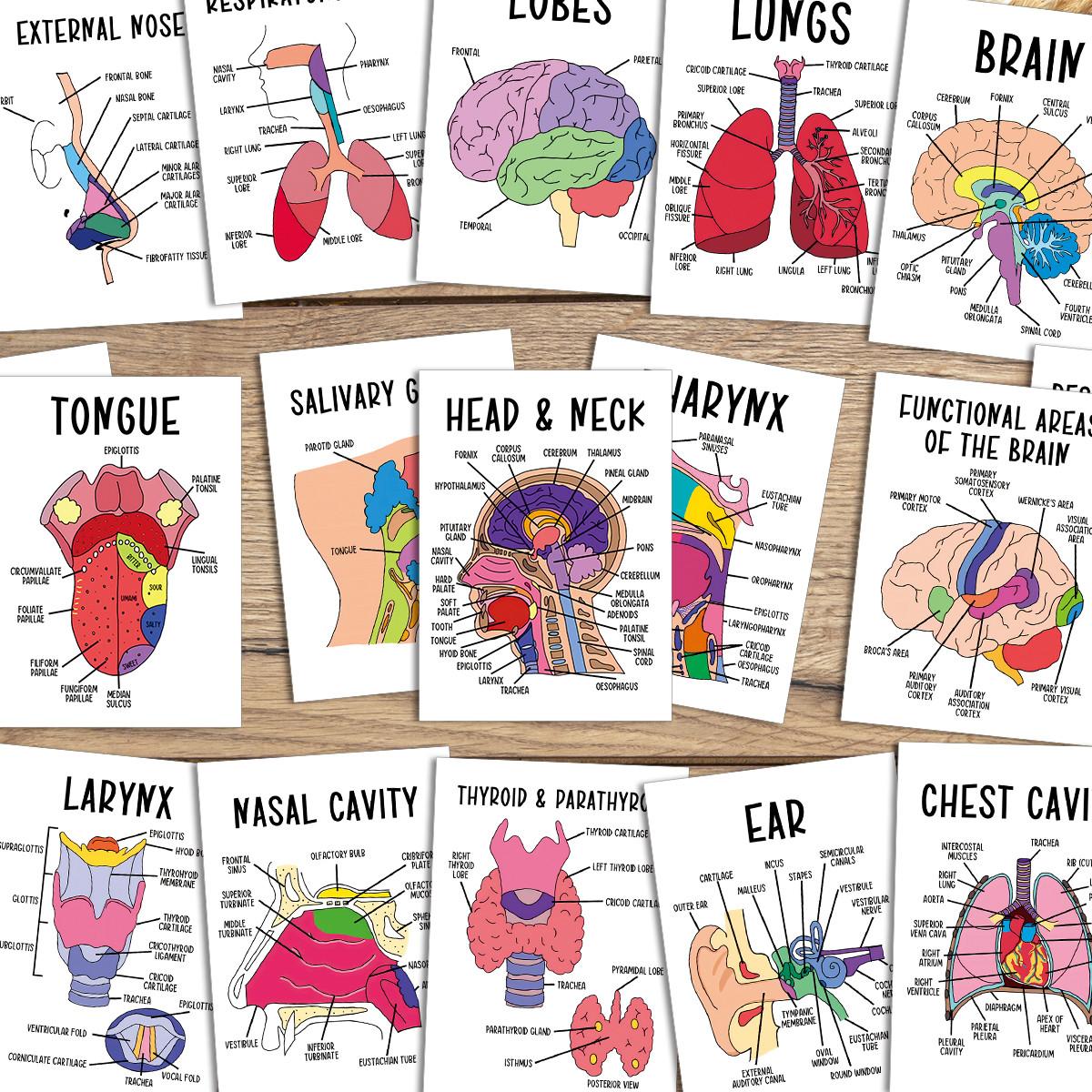 30pcs Anatomy Nursing Flashcards for Human Body Systems - Flashcards ...