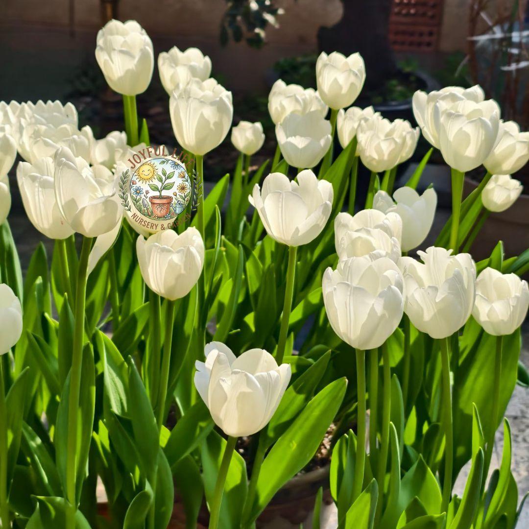 Premium high-sprouting tulip balls, easy-to-grow perennial rhizomes, low-maintenance indoor/outdoor flowers, ideal for balcony and garden gardening