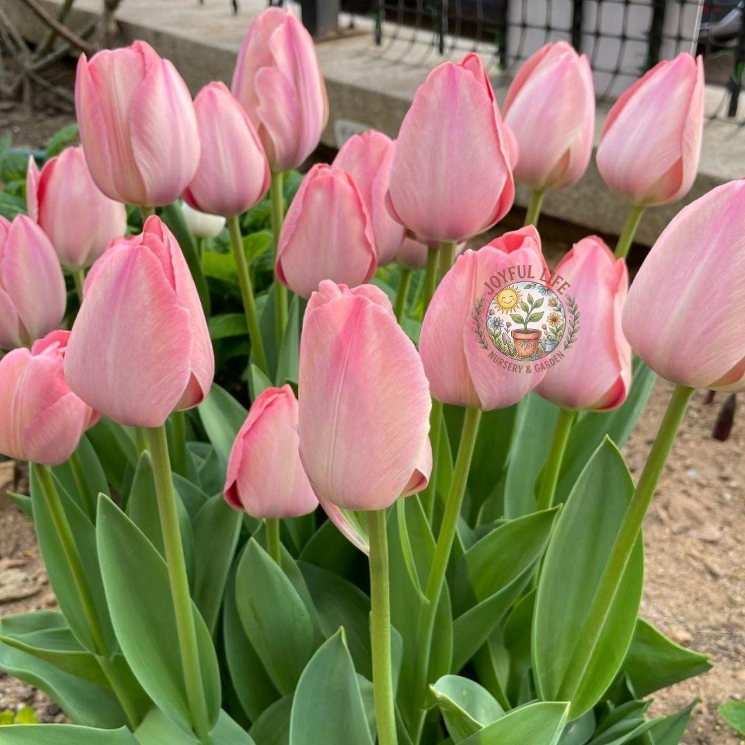 Premium high-sprouting tulip balls, easy-to-grow perennial rhizomes, low-maintenance indoor/outdoor flowers, ideal for balcony and garden gardening