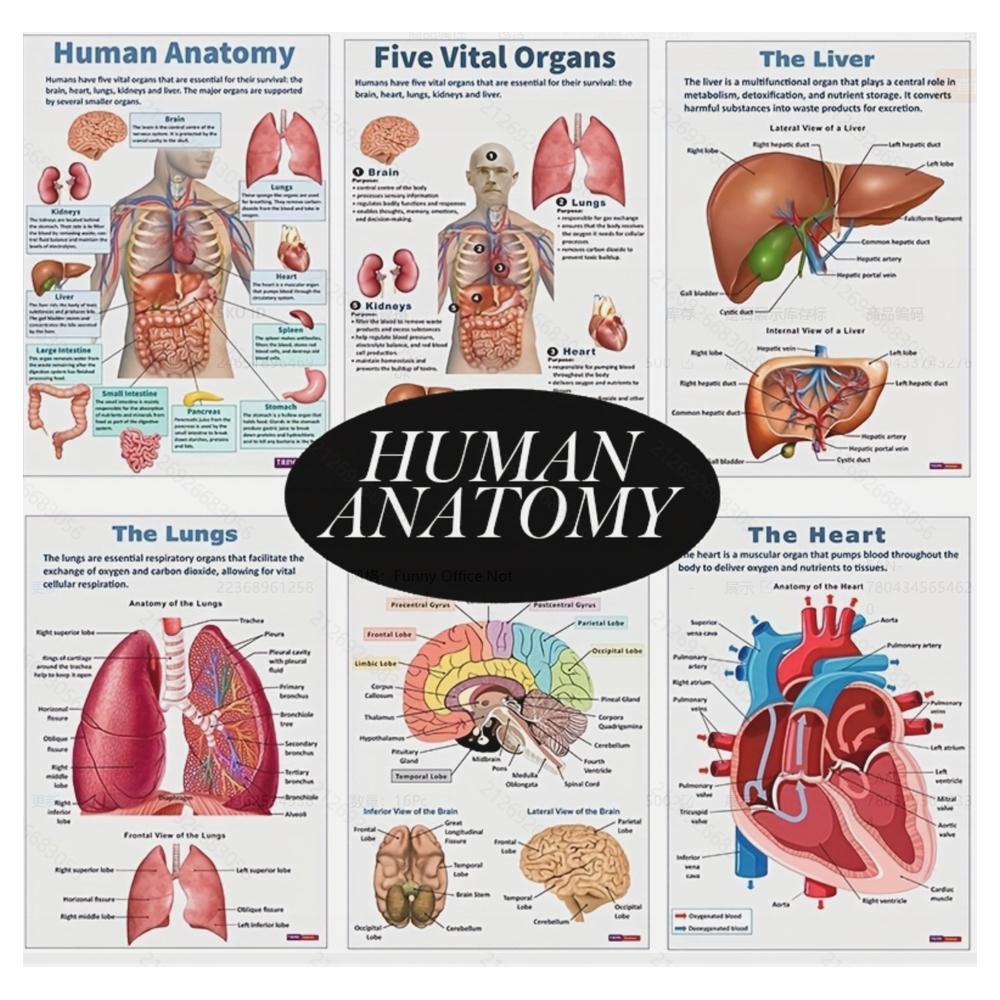 Anatomy Learning Posters - Learning Materials Visual Learning Tools Educational Wall Decor Set with Human Body Diagrams | Classroom Visual Aid & Home Schooling Study Reference
