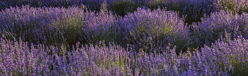Dried Lavender Flowers, Dry Lavender Buds Bulk Wholesale Fragrant Lavender for Wedding Toss, Crafts, Sachets - 1/2 Pound