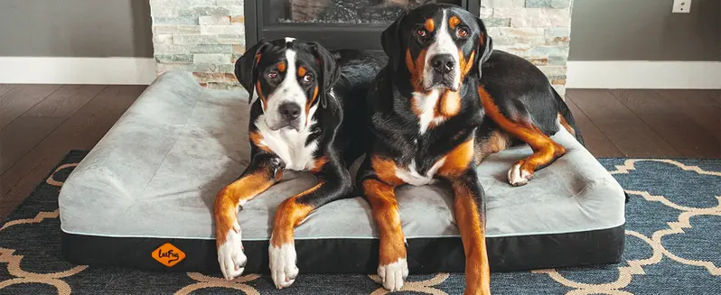 Product Introduction of Laifug Orthopedic Memory Foam Extra Large Dog Bed with double Pillow (50"x36"x10") Durable Water Proof Liner & Removable Washable Cover & Smart Design 1