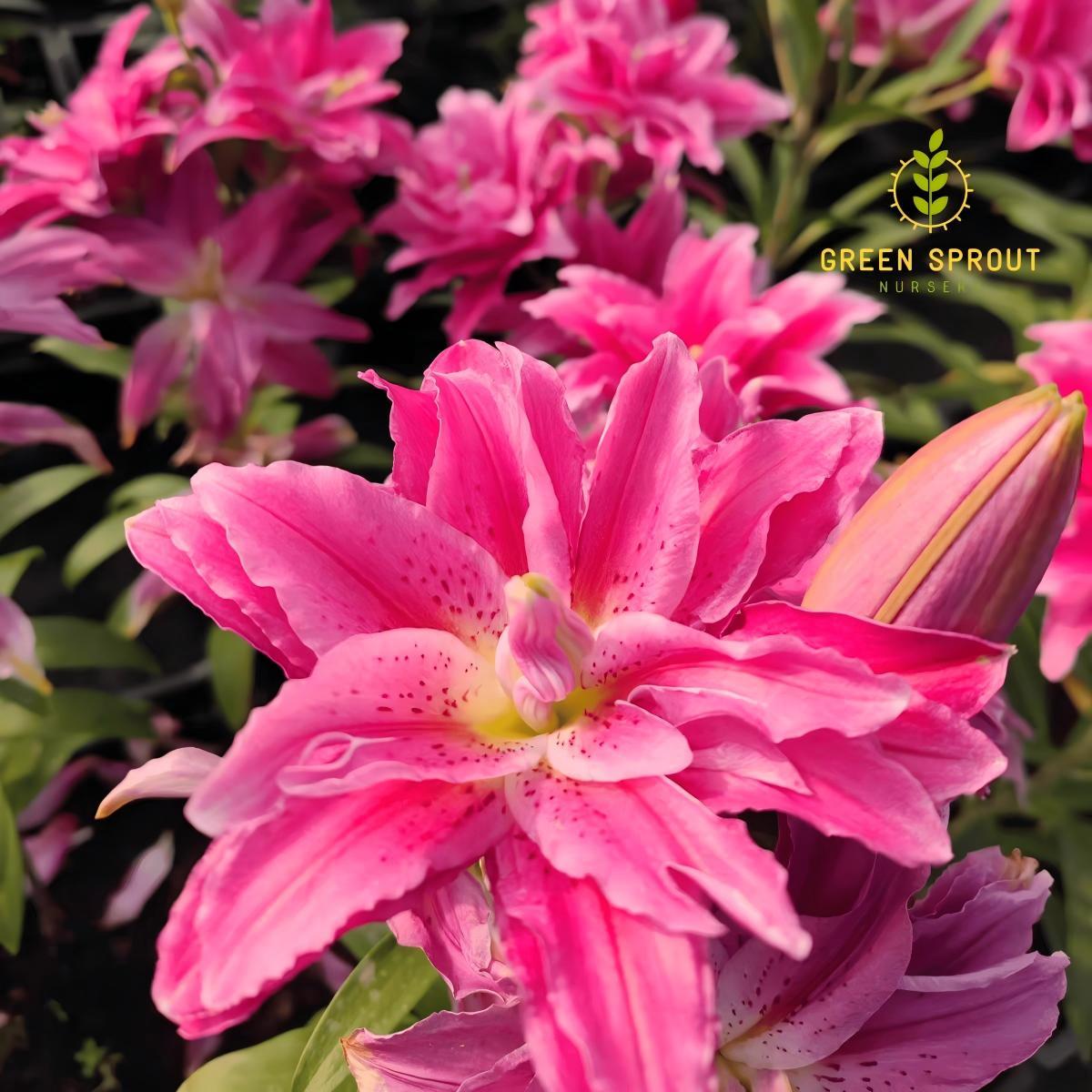 Pink lily bulbs - sweet double flowers for gardens and flower arrangements | easy to grow perennial bulbs | attract hummingbirds | perfect for home gardens and patios