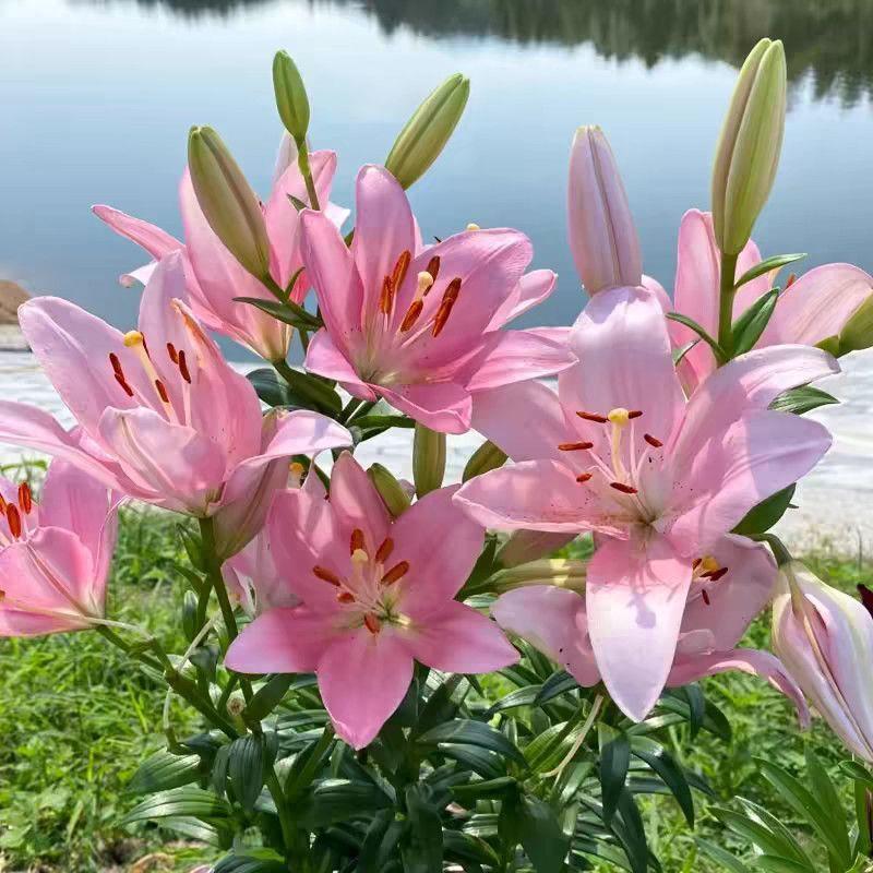 Pink lily bulbs, lush green leaves, charming scenery, suitable for home outdoor garden landscaping