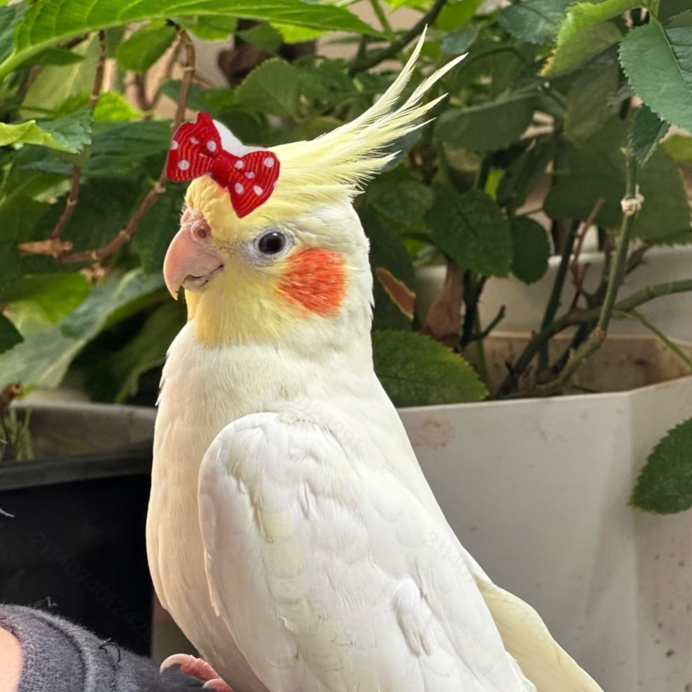 Parrot Festival Bow Tie Accessory, Bird Bow Tie Decoration, Suitable for Small Parrots, Perfect for Holidays, Valentine's Day, Christmas, Birthday