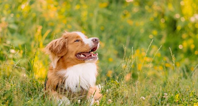 AUROTH Tactical Dog Harness – Universal Harness, Walking Harness & Safety Harnesses for Small to Large Dogs, Durable Reflective, Easy to Control, No Pull Adjustable Pet Harness, Pet Supplies