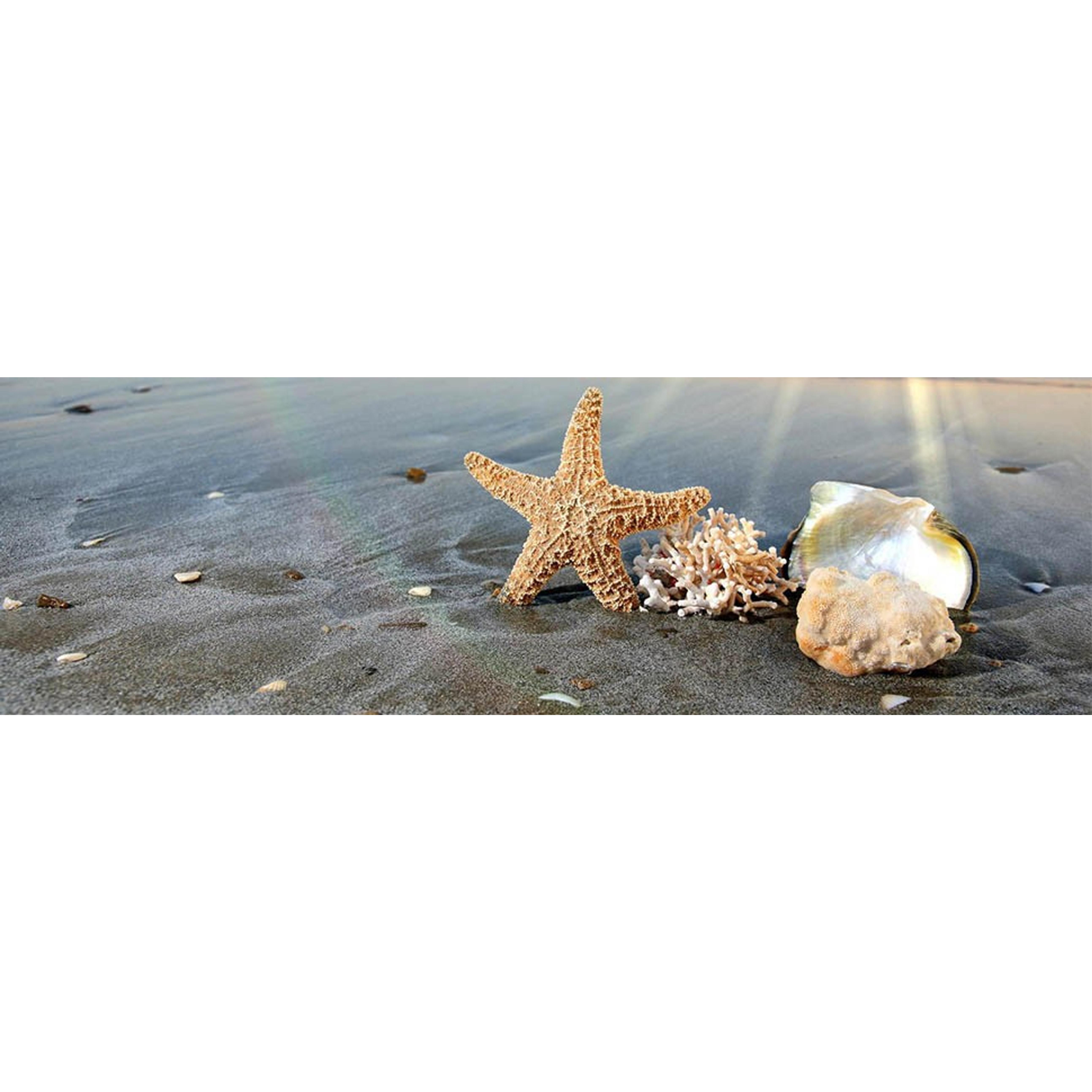 10PCS Large Natural Seashells White Scallop Shells 4"-5" | Sea Shells for Crafts, Baking, Cooking and Serving Food, DIY Crafts, Seashell Beach Decorations and Home Decor
