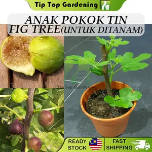 Anak Pokok Tin Untuk Ditanam Pokok Hidup Real Living Planting Fig Tree Fig Tree