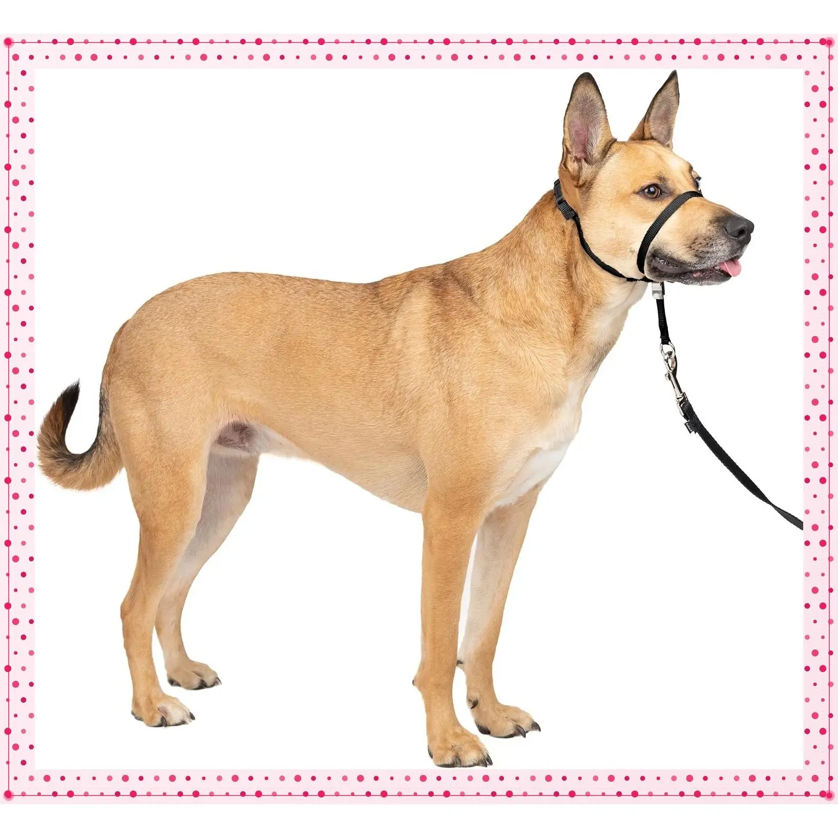 No Pull Dog Headcollar, Black, Medium | Veterinary Behaviorist-Designed No-Pull Headcollar Redirects Pulling Instinct, Padded Neoprene Nose Loop, Quick-Snap FitGift