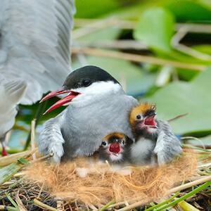 Sukh Bird Nesting Material - Bird Nests Bedding Hummingbird Nesting Material Mixing Canary Nesting Material Finch Nesting Material Parakeet Nesting Materials for Cage,Gardens,Tree Trunks (2)