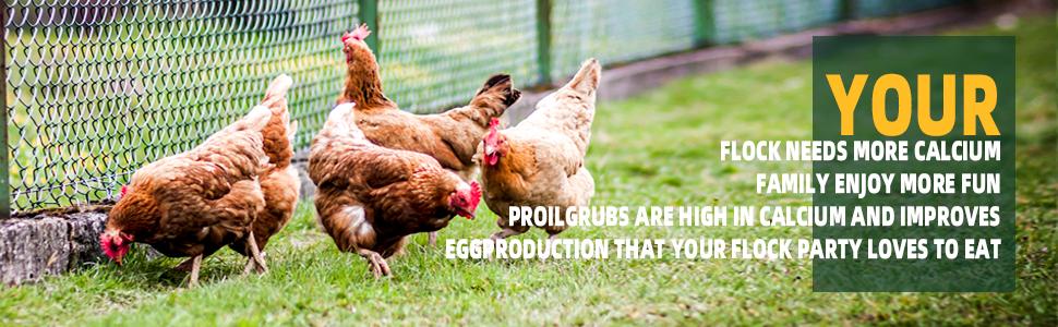 PROILGRUBS 3.5oz/7oz/10.5oz/14oz/5lbs/10lbs Dried Black Soldier Fly Larvae Protein Treat for Chickens Enhances Egg Productivity & Feather Health Non-GMO Natural Feed Rich in Calcium & Nutrients Worms Insects