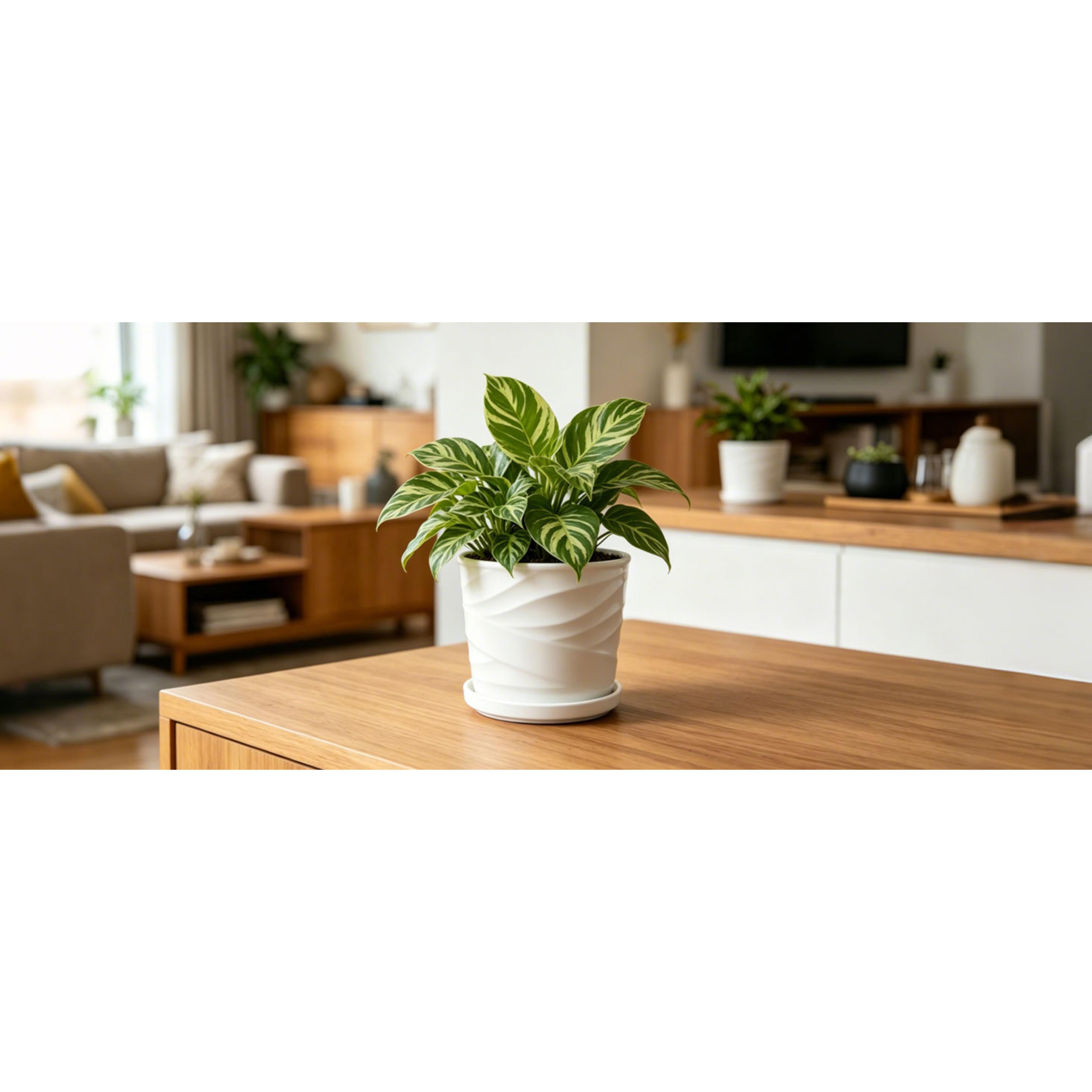 8 Inch Plant Pot,Ceramic Planter with Drainage and Saucer,Ceramic Pots for Plants,Indoor Plant pots,Ceramic Flower pots(Pure White)