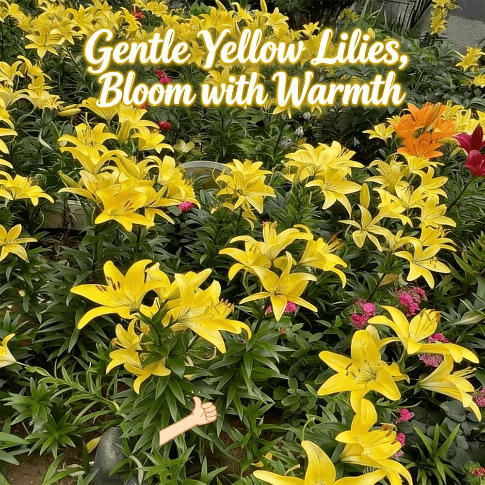 Flower Yellow Eye Lotus Bulbs - Red root, true flowering bulbs, suitable for spring planting, for home garden or outdoor flower bed decoration.