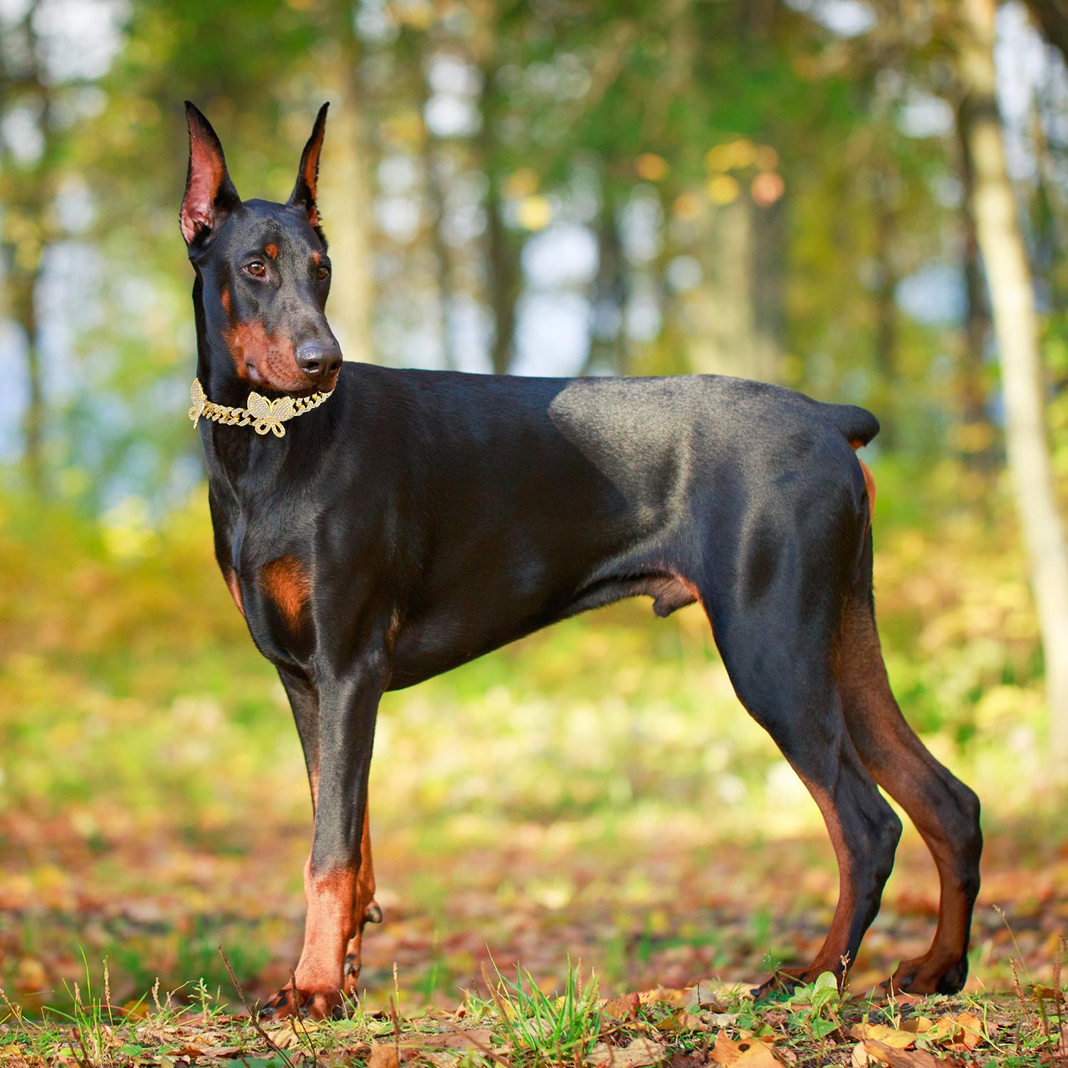 Gold Dog Collar with Bling CZ Diamond Butterfly 13mm Cuban Link Dog Cat Collar Design Dog Chain Collars Necklace for Small Medium Large Dogs