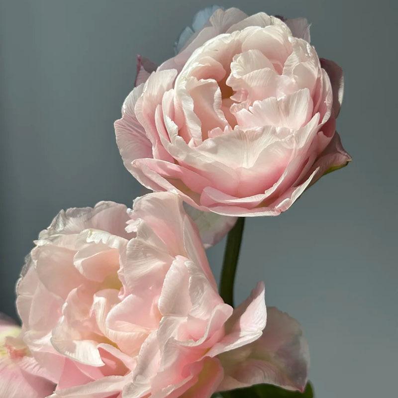 1 pack of tulip balls, hydroponics and soil growth, fresh decoration on the desktop, simple decorative flower balls that are easy to care for