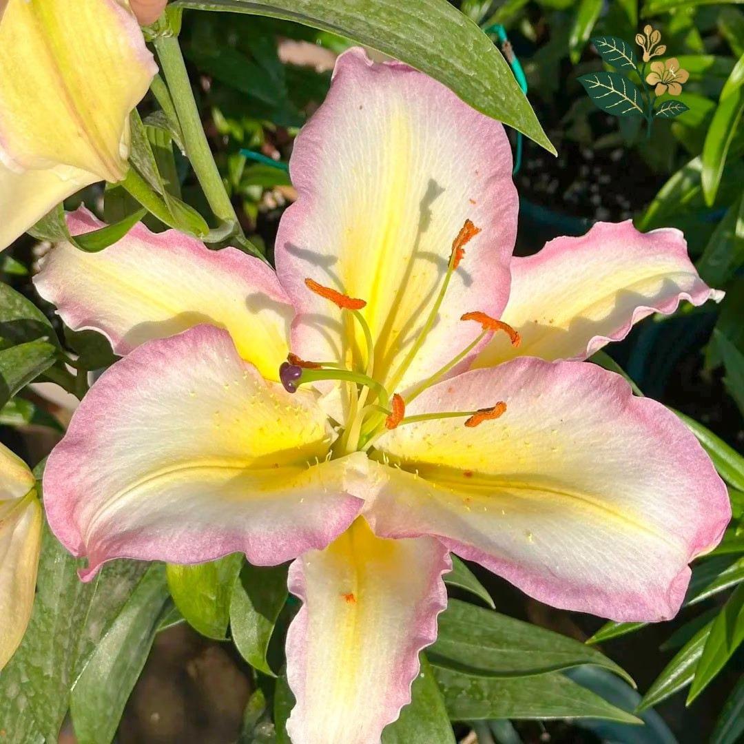 Rainbow lily bulbs, blooming flowers with yellow pink edges, easy to grow, suitable for home gardens and cut flowers