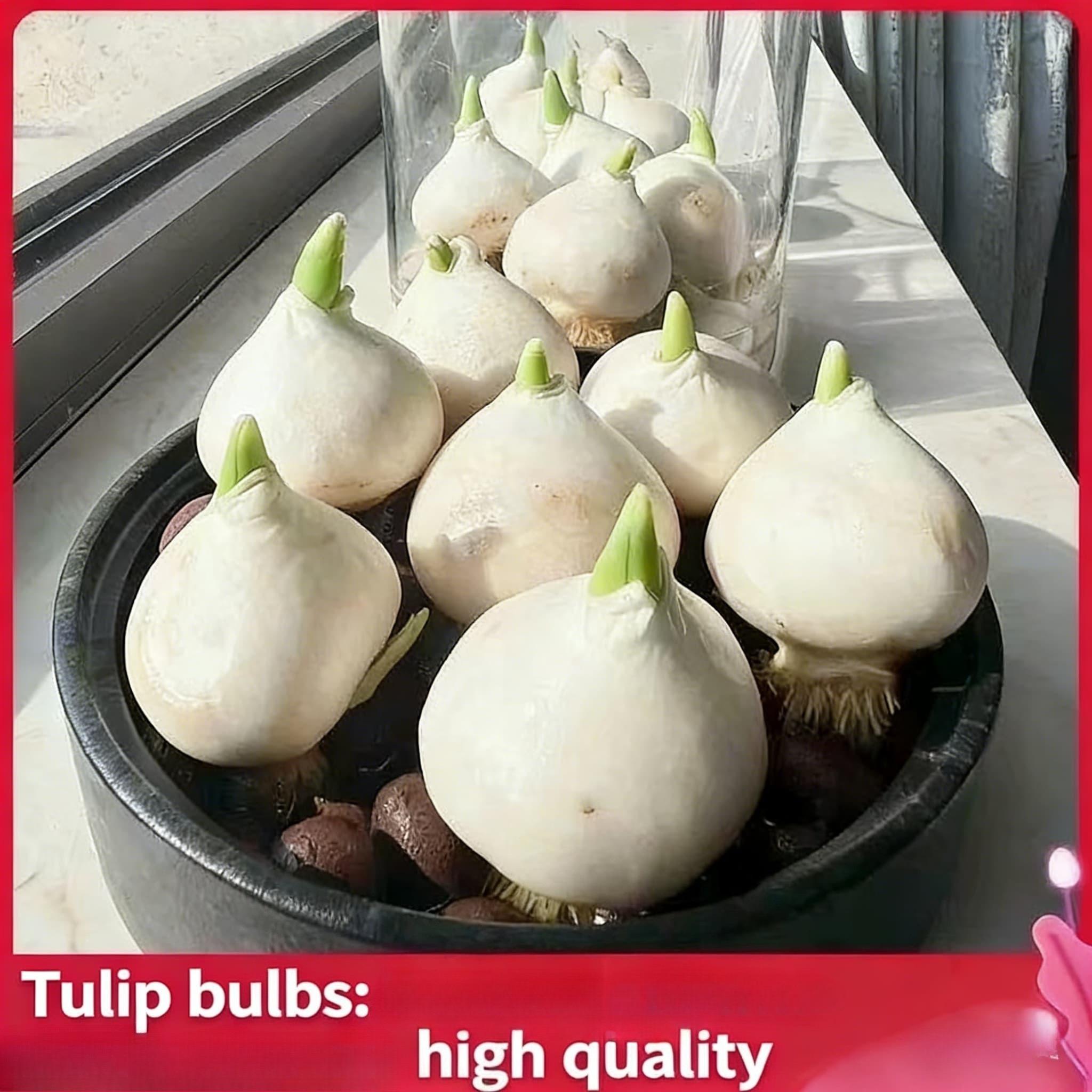 Tulip bulb single plant | Can be used for hydroponics and soil cultivation | Beautiful flowers bloom | Suitable for pot and vase decoration