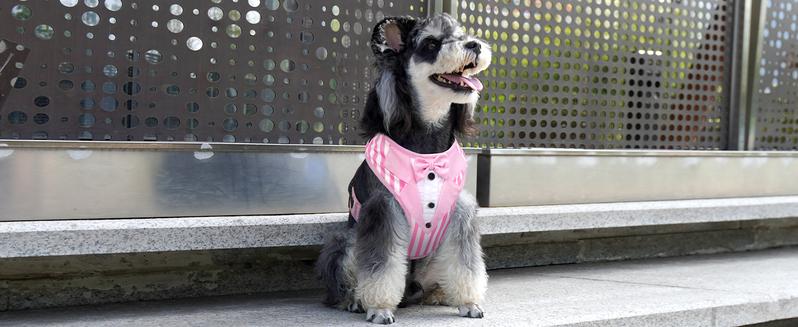 Kuoser Dog Tuxedo Harness, Adjustable Dog Harness No Pull for Small Medium Dogs, Dog Wedding Suit with Bow Tie Party Costume