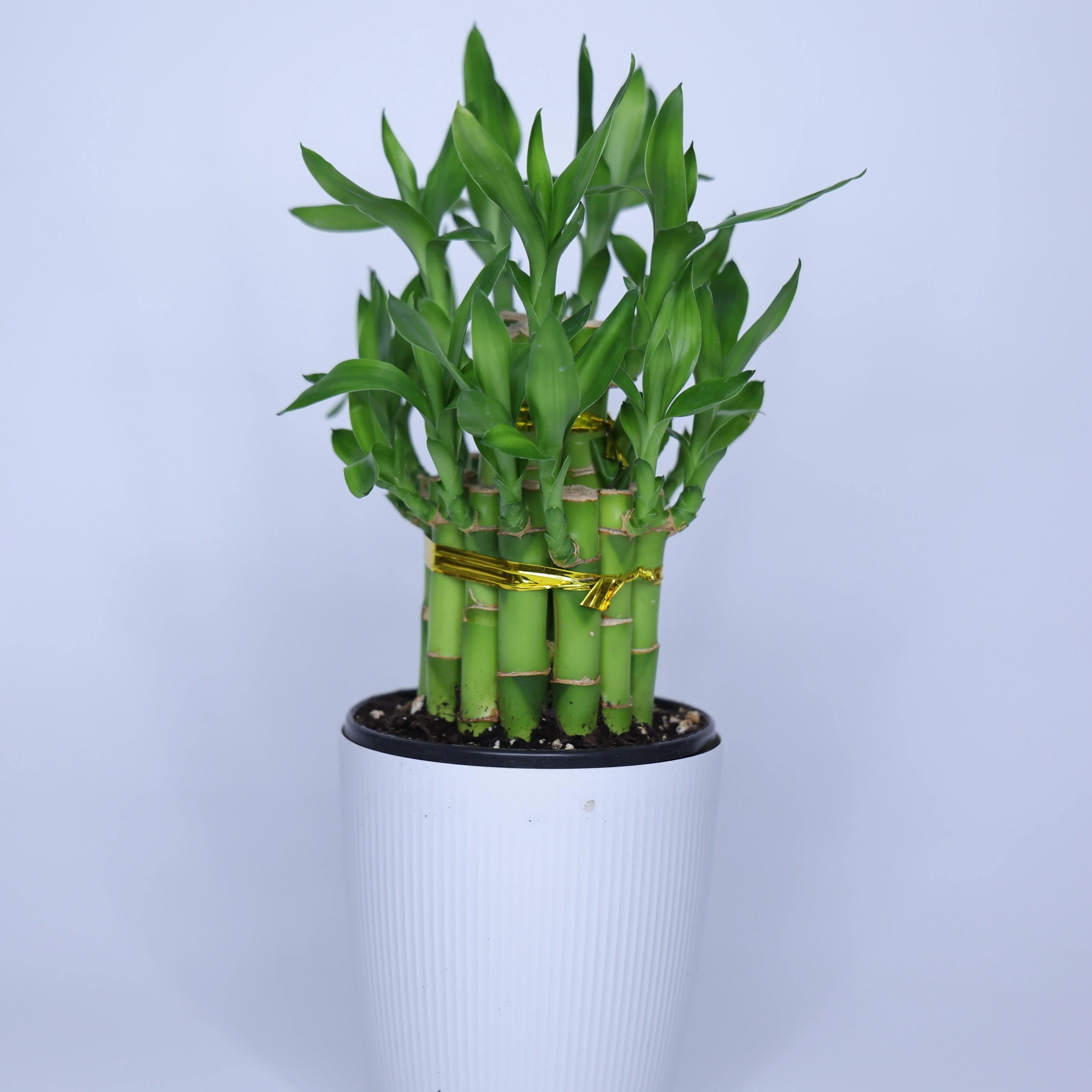 SZF   4LUC3B2-0   (28)   4''big 2 layer  tower Lucky Bamboo - No pot