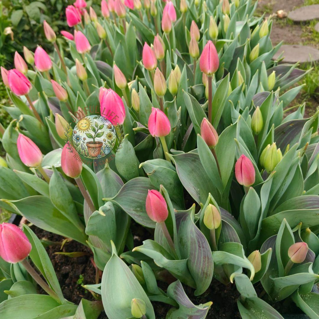 Premium high-sprouting tulip balls, easy-to-grow perennial rhizomes, low-maintenance indoor/outdoor flowers, ideal for balcony and garden gardening