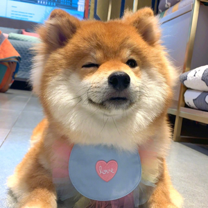 Sugar Pet