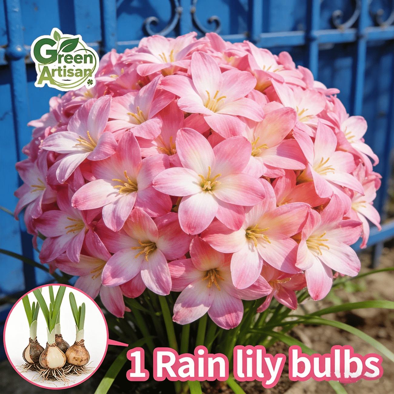 Rain lily bulb, novice-friendly