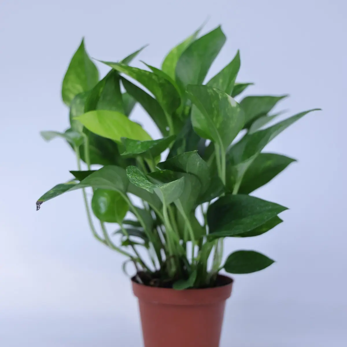 SZF   4EPI001-0   (22)   4''Epipremnum aureum Golden Pothos - No pot