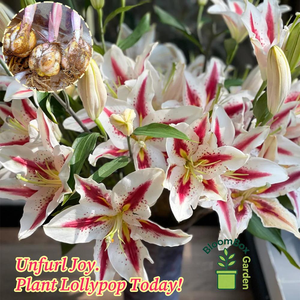 Double Petal Perfume Lily Bulbs, Fragrant Large Flower Ornamental Lily Bulbs, Year-Round Flowering Bulbs for Indoor Balcony Potted