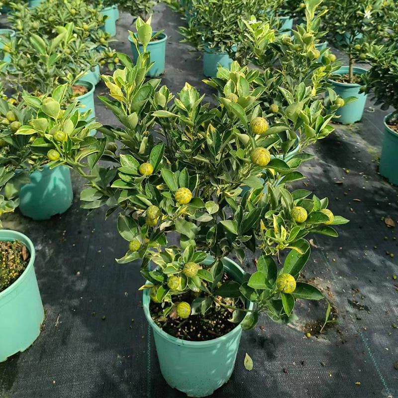 Multicolor lemon tree seedlings, healthy bare-root plants, suitable for garden and yard planting