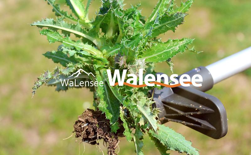 Walensee Upgraded Weeder, Stand Up Puller with Long Handle and 5 Claws, Hound Weeder Puller for Dandelion, Root Pulling Tool and Picker, Grabber (1 Pack)