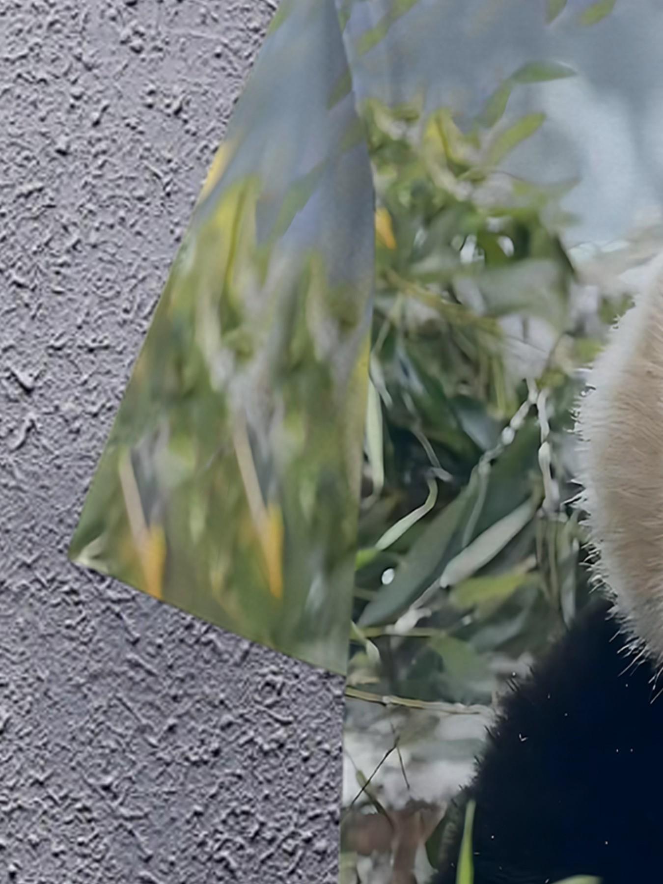 Men's Trendy Print T-Shirt, Casual Short Sleeve, Comfortable Fabric, Panda Eating Bamboo Design, Perfect for Daily Wear, All Seasons