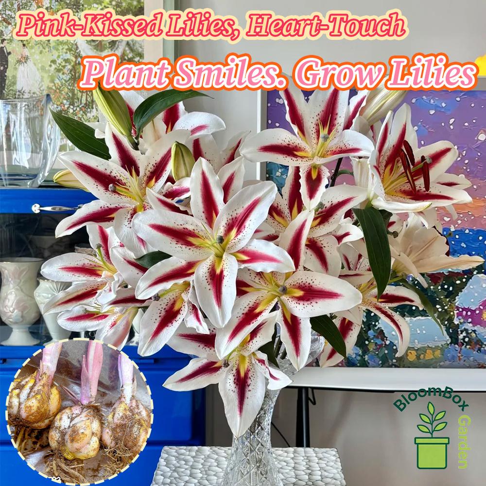 Double Petal Perfume Lily Bulbs, Fragrant Large Flower Ornamental Lily Bulbs, Year-Round Flowering Bulbs for Indoor Balcony Potted