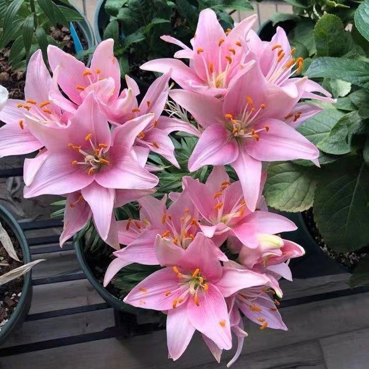 Pink lily bulbs, lush green leaves, charming scenery, suitable for home outdoor garden landscaping