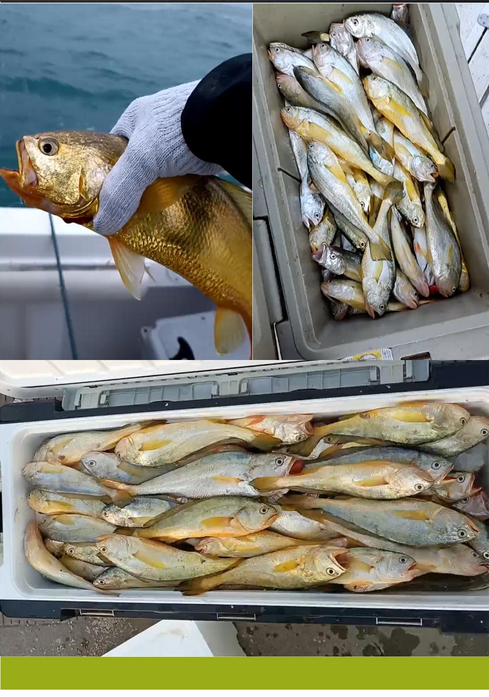 FTK Ise-ni Fishing Hooks, Fluorescent Yellow, Flattened, 50pcs, Stainless Steel, High-Carbon Steel, Barbed