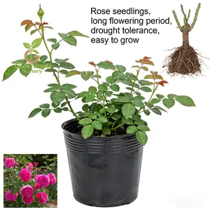 Clean and beautiful rose seedlings suitable for growing on windowsills, tabletops, and gardens