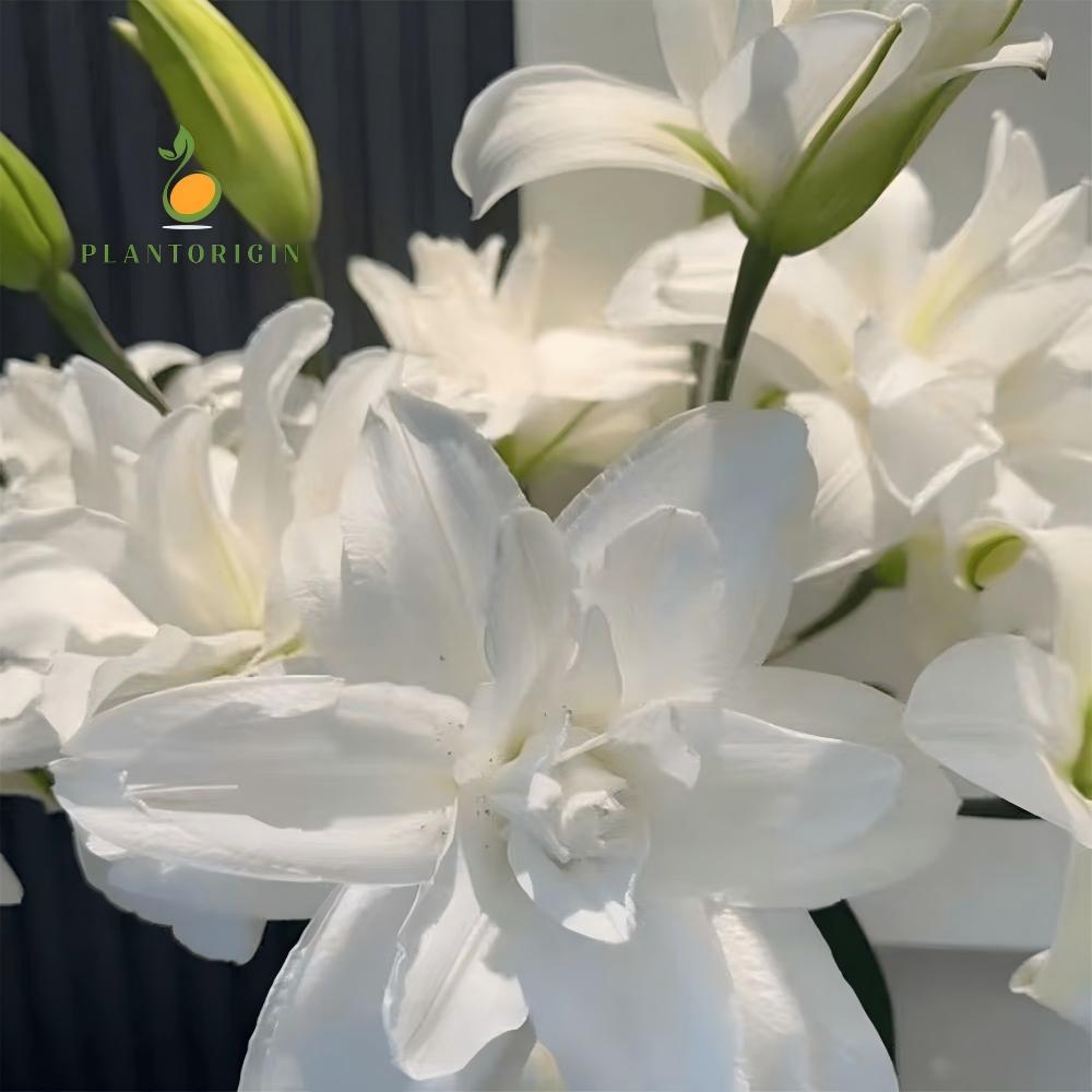 Dwarf White Fragrant Lily Bulbs - Exquisite pure white flowers, easy to grow, add elegance to your garden and home