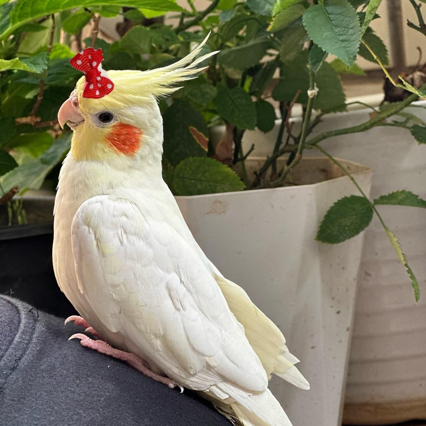 Parrot Festival Bow Tie Accessory, Bird Bow Tie Decoration, Suitable for Small Parrots, Perfect for Holidays, Valentine's Day, Christmas, Birthday