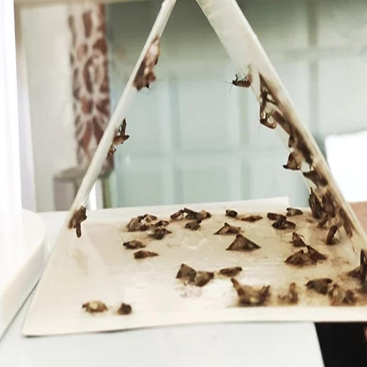 5-Pack Clothes & Carpet Moth Monitoring Traps Pheromone Sticky Moth Traps Set, Non-Toxic Glue Trap, Efficient for Closet Textile Moths & Food Storage Cupboard Moths for Wardrobe | Premium Moth Monitoring Catchers Indoors Moth Traps