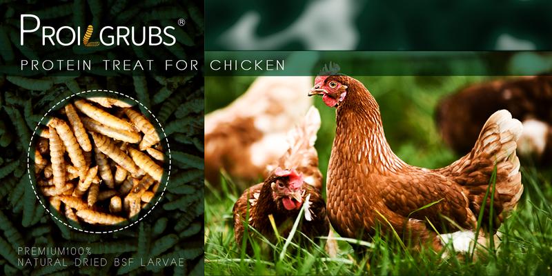 PROILGRUBS 5.5LBS Non-GMO Dried Black Soldier Fly Larvae Treats for Chickens & Hens Protein-Rich Mealworms Natural Dry Food for Animal Feeding PROILGRUBS 5.5LBS Non-GMO Dried Black Soldier Fly Larvae Treats for Chickens & Hens Protein-Rich Mealworms Natural Dry Food for Animal Feeding