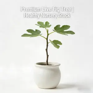 Fig Tree Live Seedlings - Bare Rooted Dwarf Fig Tree - Ground or Potted, Live Plants for Sale, Edible Fruit Trees for Easy Planting