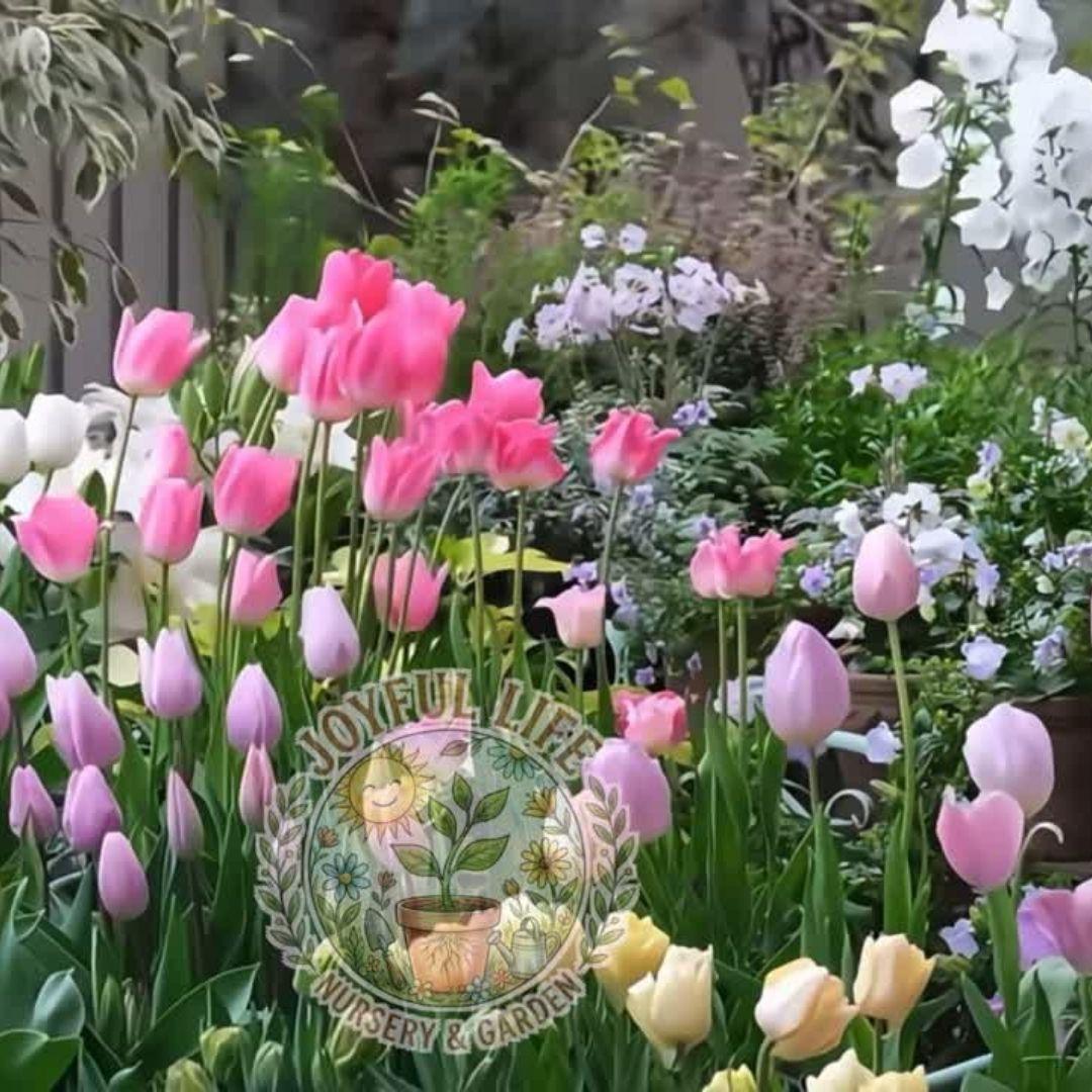 Premium high-sprouting tulip balls, easy-to-grow perennial rhizomes, low-maintenance indoor/outdoor flowers, ideal for balcony and garden gardening