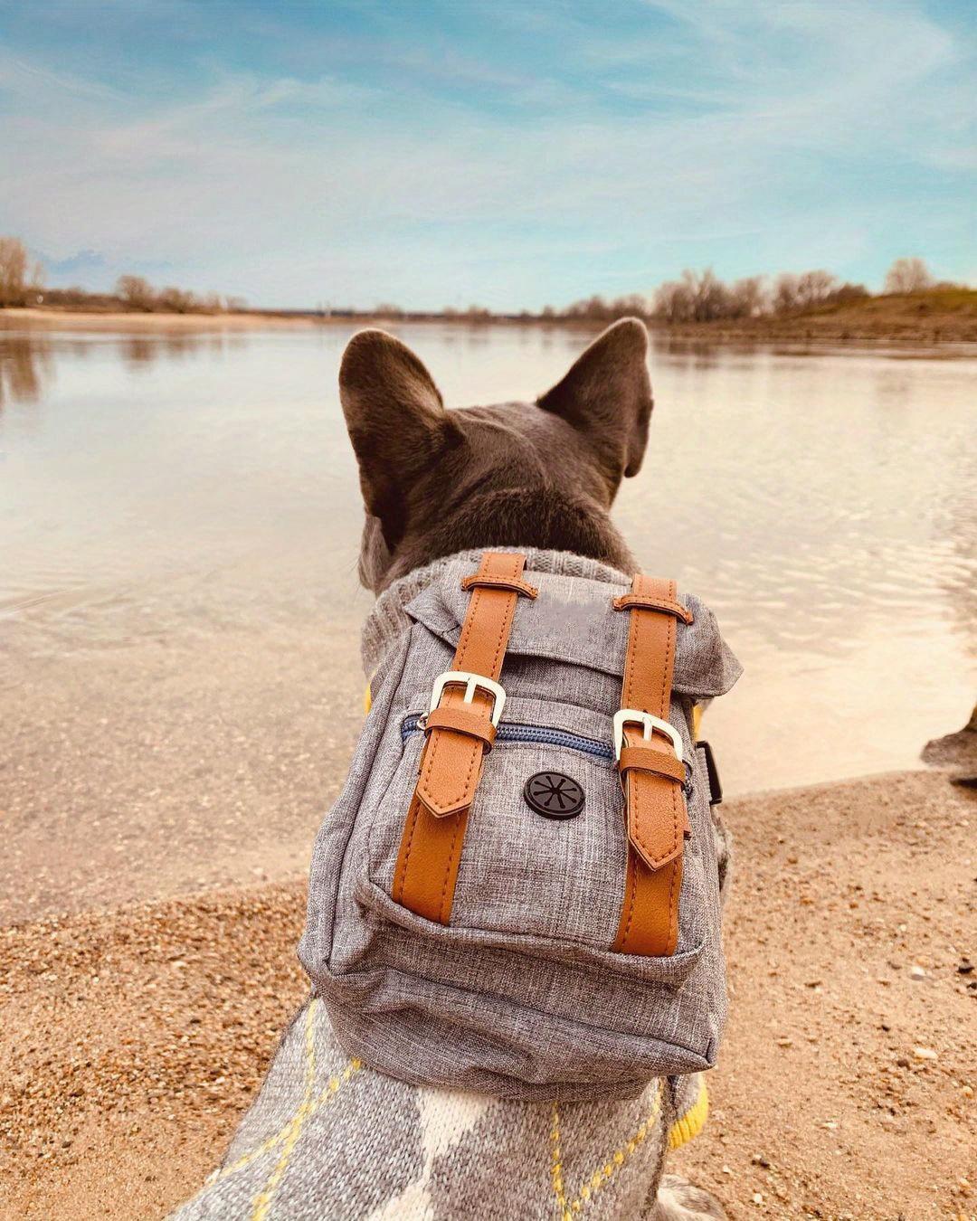 Multifunctional Adjustable Pet Carrier Backpack with Safety Harness, Suitable for Small to Medium Dogs (Chest 17.72-25.59inch), Portable Travel And Daily Use Pet Bag