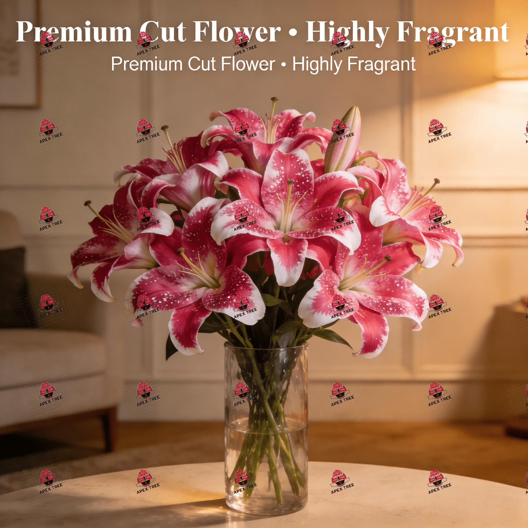 Starlily Bulb, Fragrant Pink White Flowers, Large Flower Lily, Easy to Grow Perennial Flower Bulb, Suitable for Home Garden Cut Flowers, USDA Hardy Zone 4-9