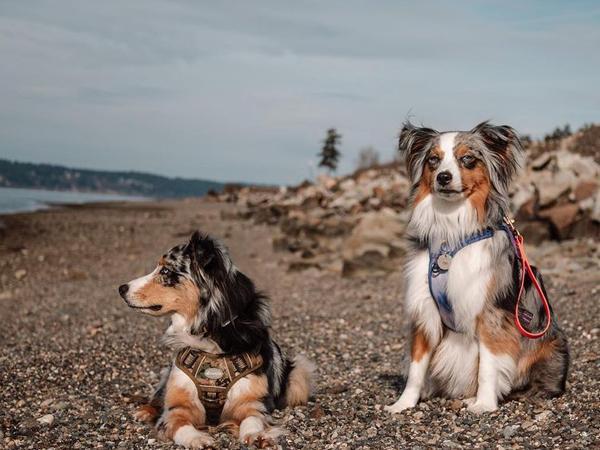 AUROTH Tactical Dog Harness for Small to Large Dogs , Durable Reflective Dog Harness, Easy to Control, Large Dogs No Pull Adjustable Pet Harness, Dog & Cat Accessories, Pet Supplies AUROTH Tactical Dog Harness for Small to Large Dogs , Durable Reflective Dog Harness, Easy to Control, Large Dogs No Pull Adjustable Pet Harness, Dog & Cat Accessories, Pet Supplies