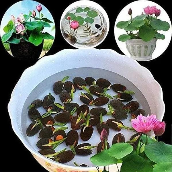 Lotus Seeds Mixed Colors, Water Lily Flower Plant Seeds - Great Oramental Courtyard Viable Aquatic Water Features Seeds - Bonsai Home Garden Pond Decor