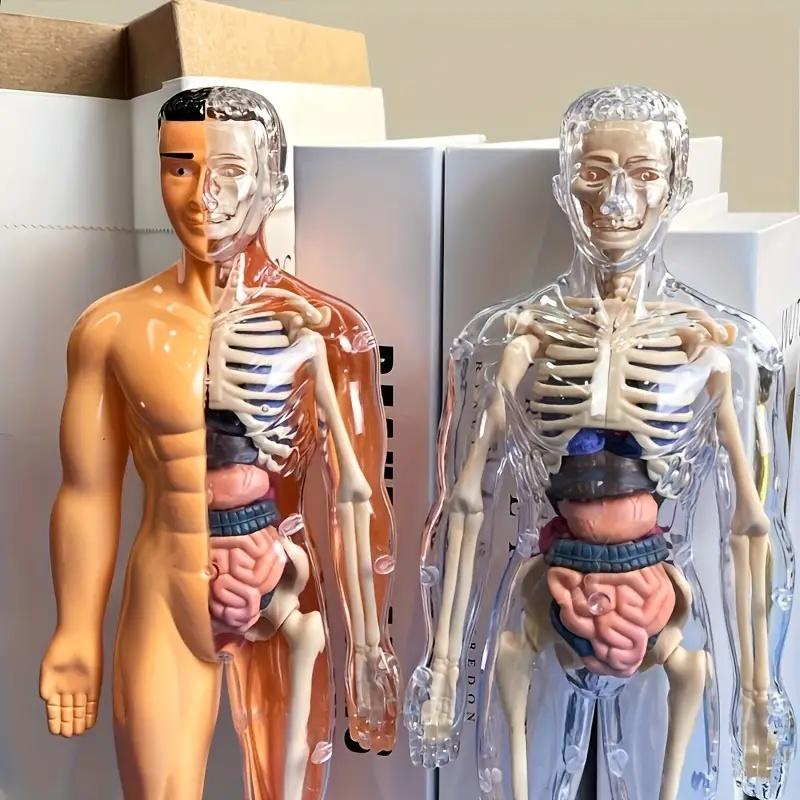 30-Piece Human Anatomy Model Set, Detachable Skeleton & Full Body