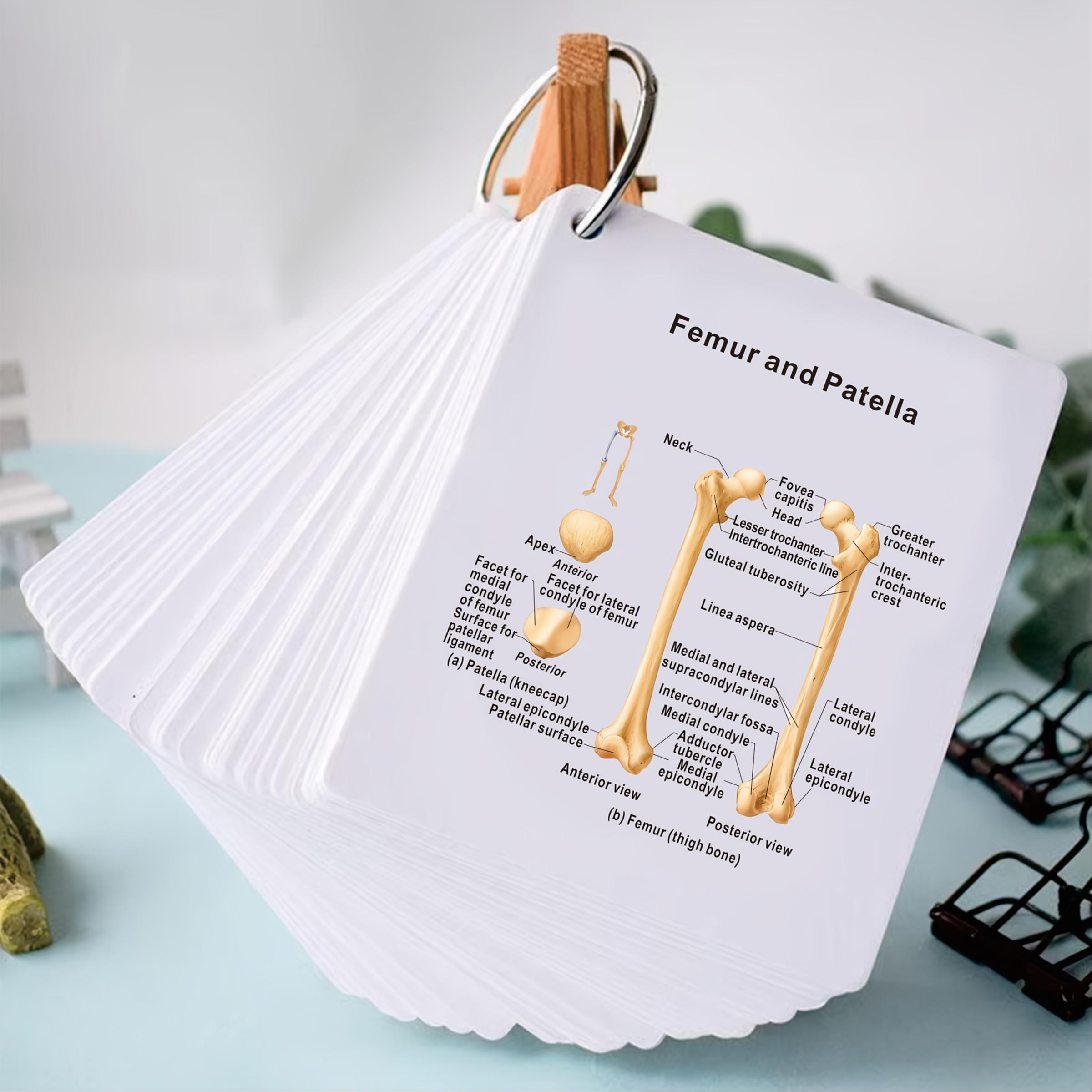 Anatomical Study Flashcards with Front and Back Views, Skeletal System Diagrams and Vocabulary Cards, Medical Learning Guide for Students, Doctors and Nurses, Nursing Flashcards