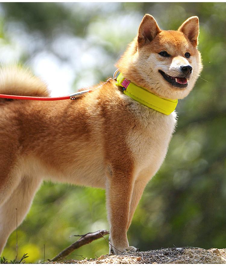 Adjustable Airtag Dog Collar Breakaway with ,Reflective with Dog Collar Airtag Holder,for Small, Medium & Large Dogs,Pet Supplies,Accessories,Gifts(No AirTag included)