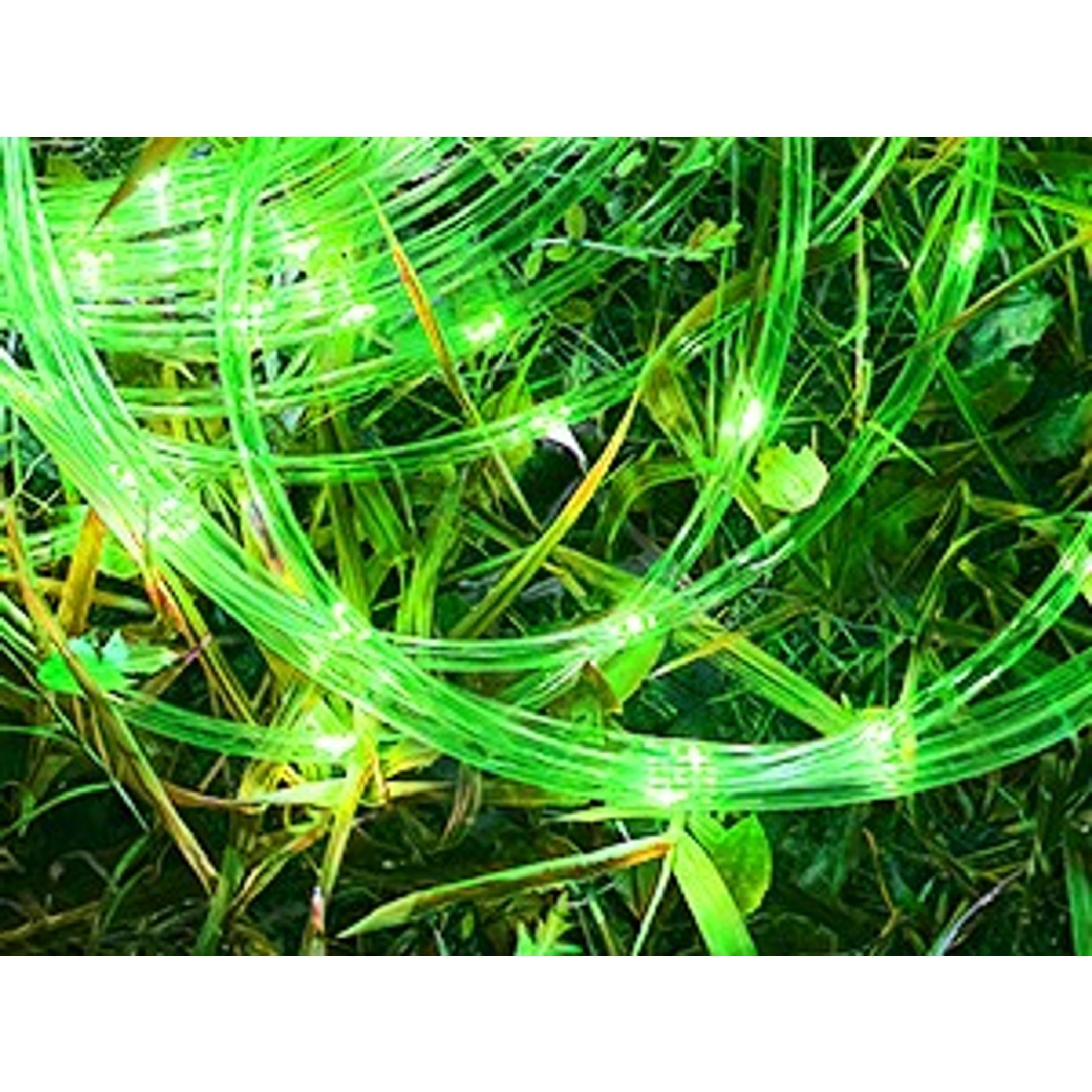 50FT 150 LED Solar Rope Lights, 18 Colors with Timer, 5 Modes, Waterproof Remote Control String Lights for Outdoor Camping Classroom Party Festival DecorationGift